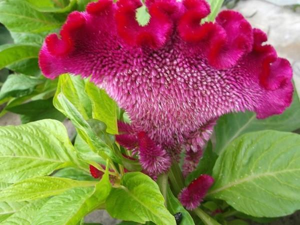 Однолетний цветок целозия – растение длительного цветения для садовых композиций, видео