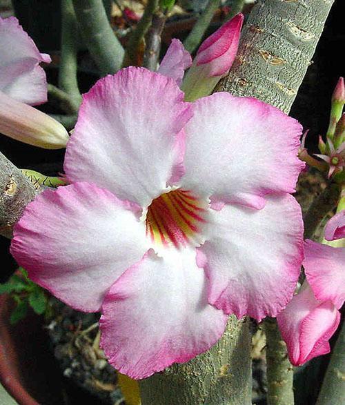 цветок адениума арабикум