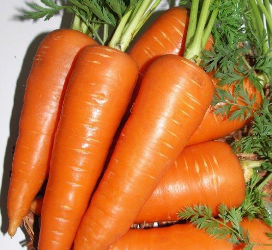 гибридный сорт моркови