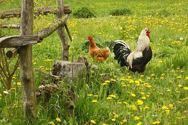 Июнь – заготовка зеленых кормов для животных, откорм молодой птицы, видео