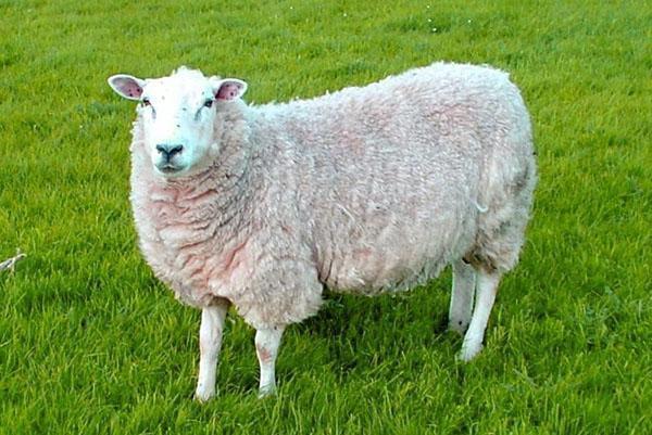 мини овца