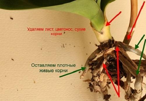 Что делать, если у орхидеи сгнили корни, правила реанимации - видео