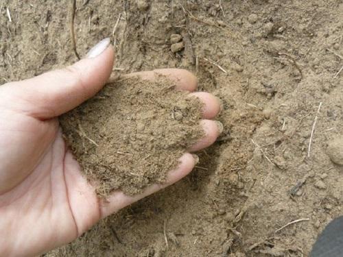 Песчаная почва – как сделать ее пригодной для выращивания овощей и фруктов, видео