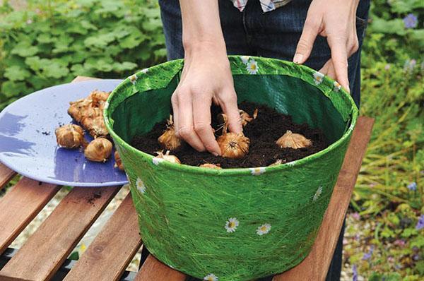 Можно ли выращивать гладиолусы летом в горшках в саду?