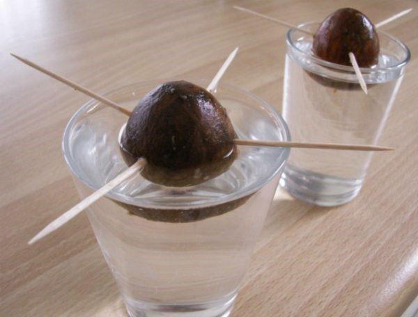 проращивание косточки авокадо в воде