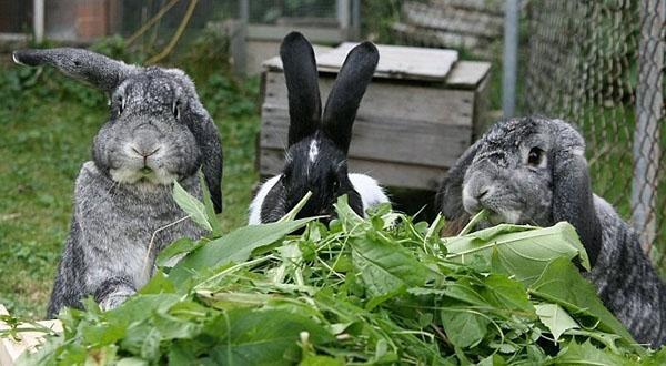 разнотравье для кроликов