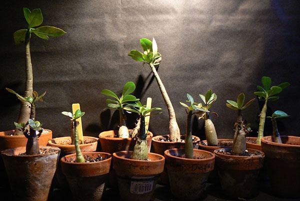 Адениум из семян – выращивание в домашних условиях, посев, проблемы, фото, видео