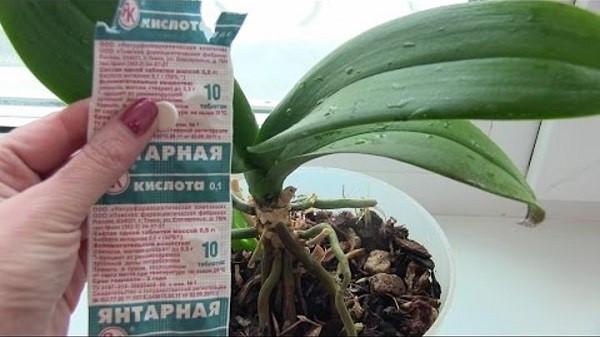 Орхидеи – использование янтарной кислоты для восстановления больных растений, видео