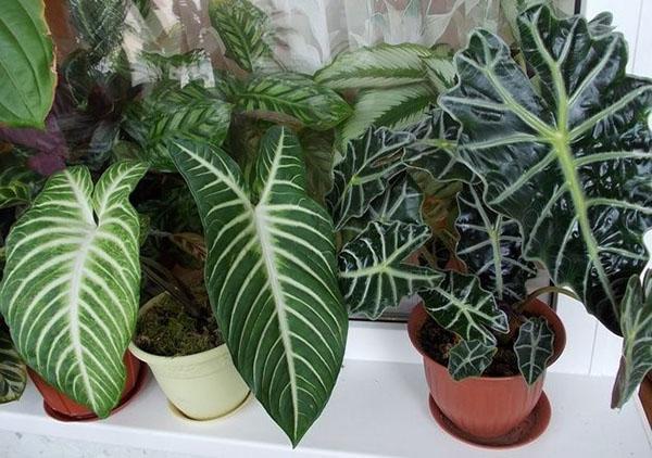 10 неубиваемых комнатных растений, которые украсят ваш дом