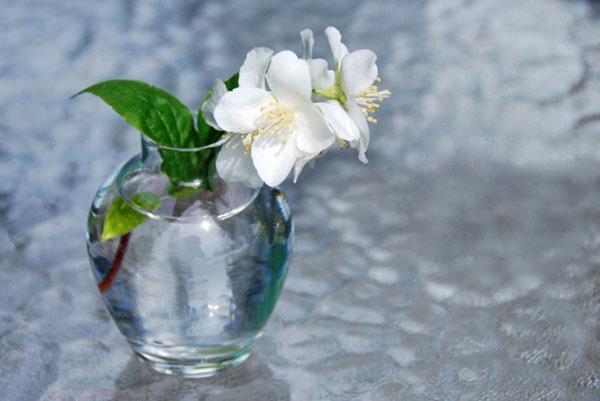 ароматные цветы жасмина