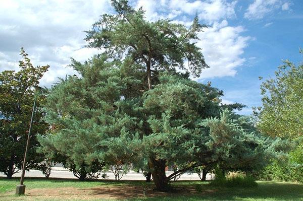 Взрослое дерево можжевельника виргинского