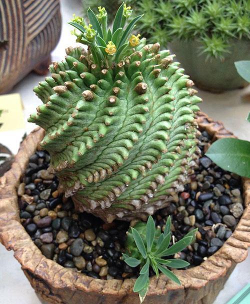 Гибридное растение Euphorbia obesa x Bupleurifolia