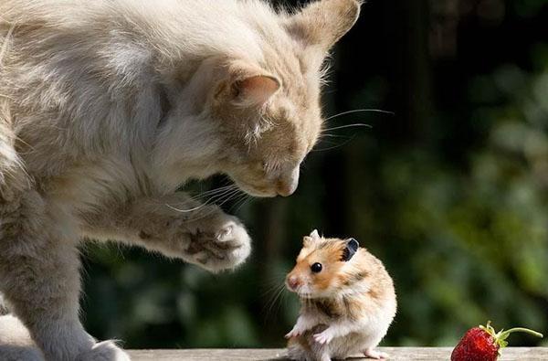 кот против мышей