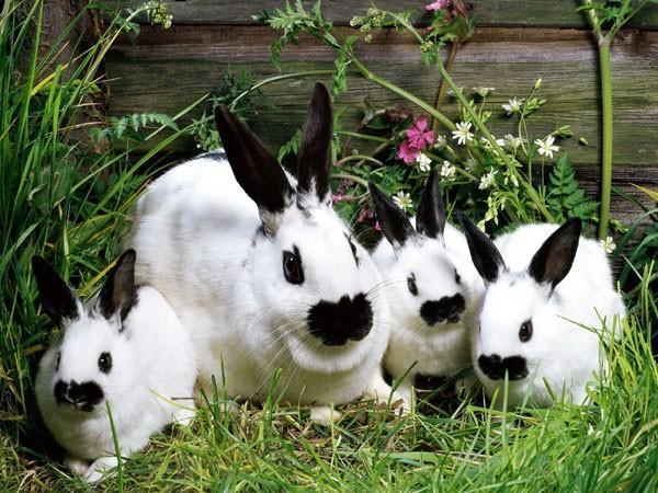 крольчиха с крольчатами