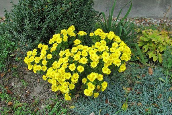 Многолетние цветы – мелкоцветковые и крупноцветковые хризантемы, правила выращивания, видео