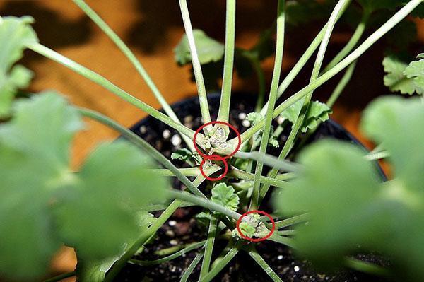 Герань – прищипка точек роста для формирования кроны растения, видео