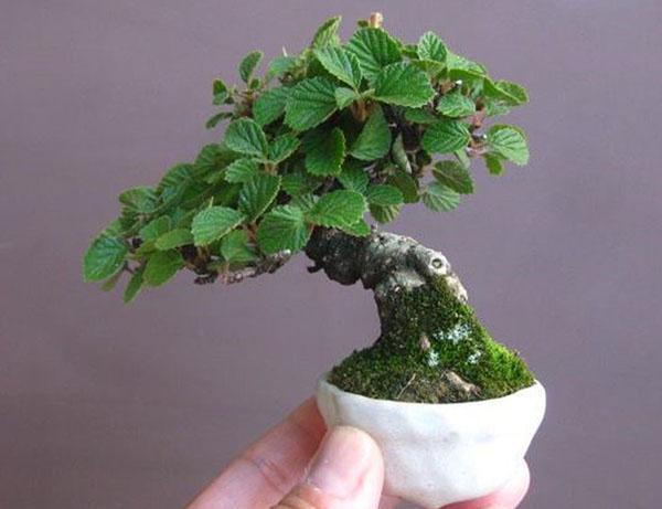 миниатюрное полноценное растение