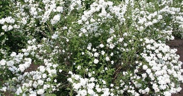обильное цветение садового жасмина