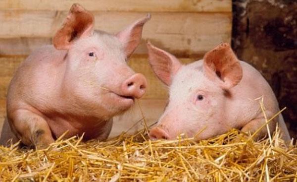 Свиноводство для начинающих – правила подбора кормов с первых дней откорма, видео