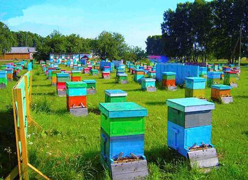 Пчеловодство – организация пасеки для получения прибыли и развития бизнеса, видео