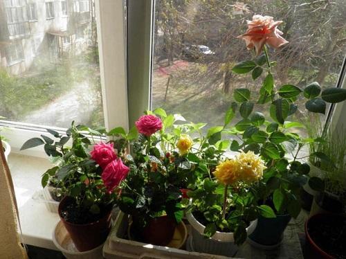 розы на окне