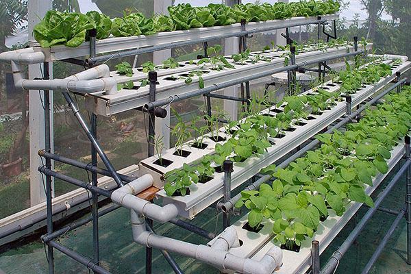 выращивание овощей на гидропонике