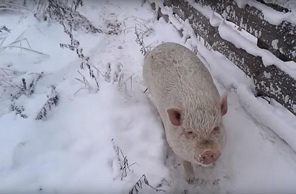 зимнее содержание свиней