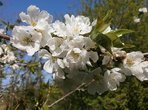 цветущая ветка вишни