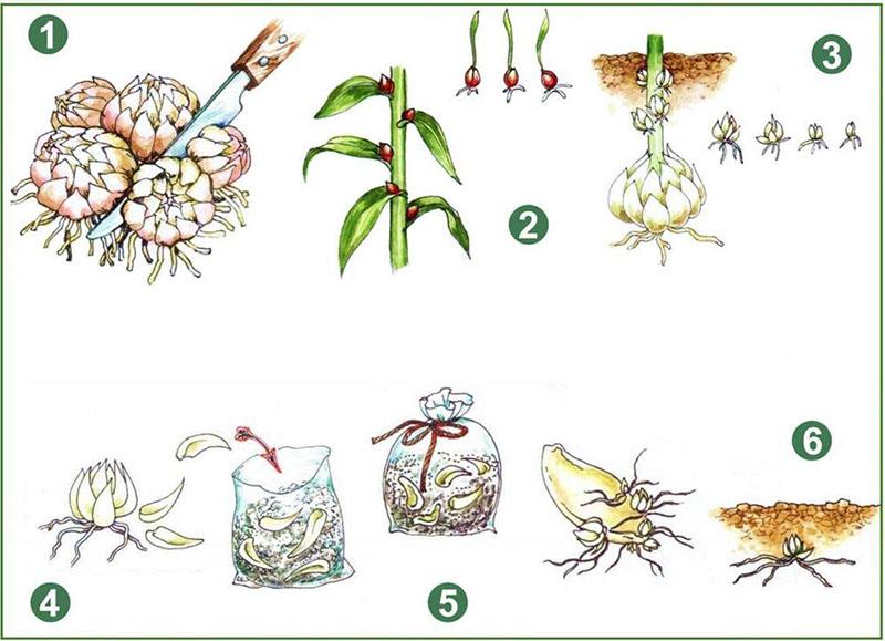 вегетативные способы размножения лилий