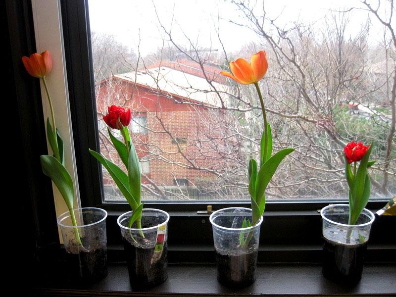цветут тюльпаны на 8 Марта