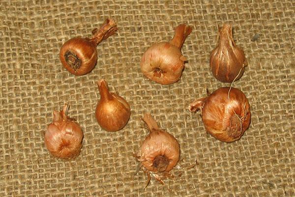 луковицы бабианы