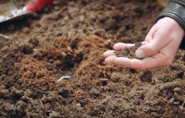 Посадка кабачков в открытый грунт – подготовка почвы, сроки, видео