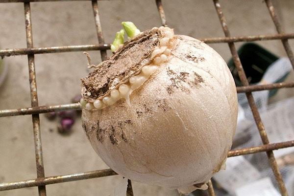 проращивание луковицы гиацинта