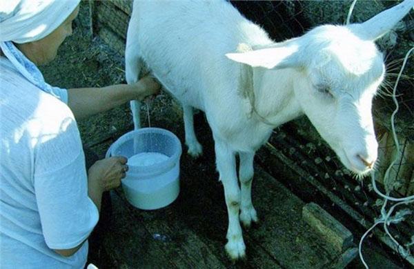 Увеличение надоев коз для прибыльного козоводства, правила кормления и ухода, видео