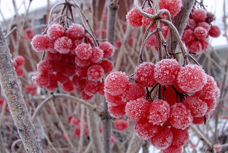 замерзлые ягоды калины