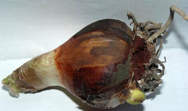 Гиппеаструм – эффективное лечение луковицы от гнили, видео