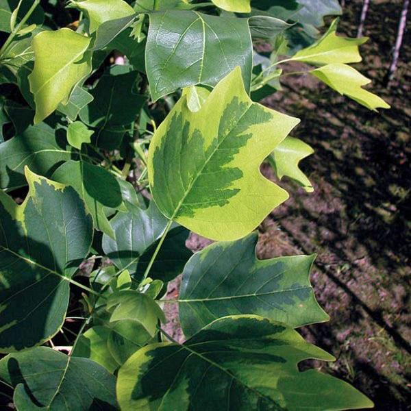 лириодендрон с пестрой листвой