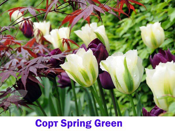 тюльпан spring green