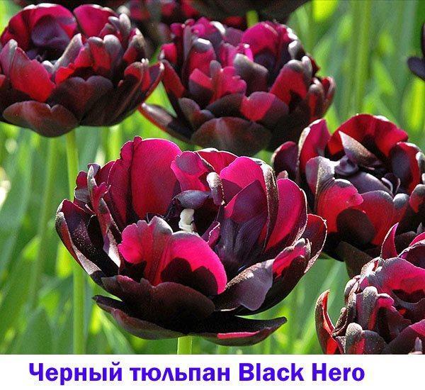 черный тюльпан black hero