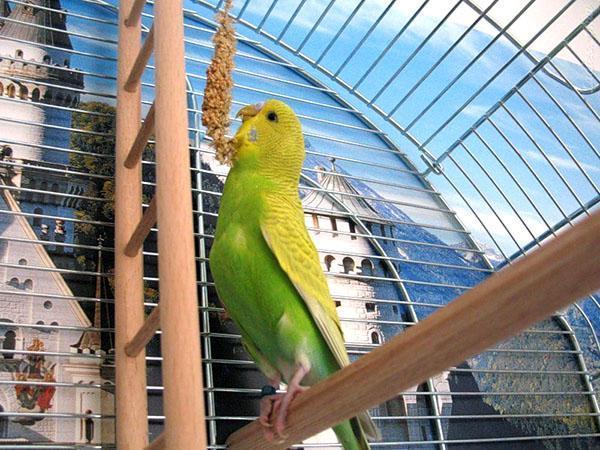 витаминные палочки для попугаев