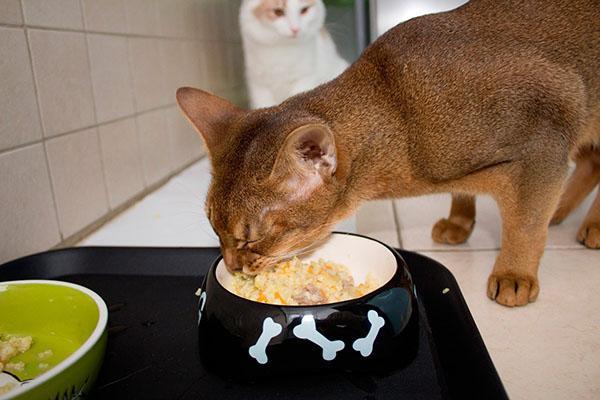 натуральное питание для кошек