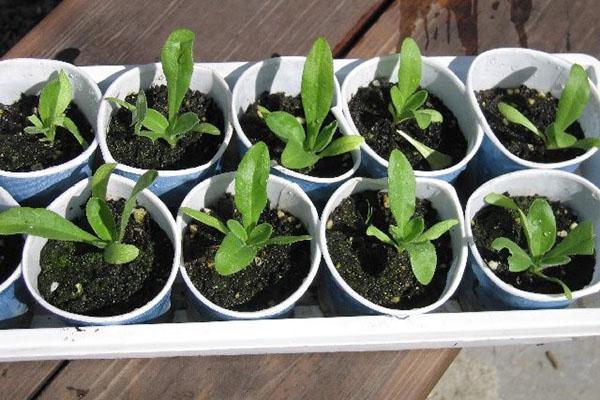 Можно ли календулу выращивать как комнатное растение?
