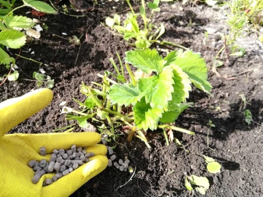 Hnojení jahod na podzim: použití komplexních a minerálních hnojiv, kdy je lepší je aplikovat