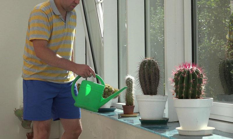 режим полива кактусов