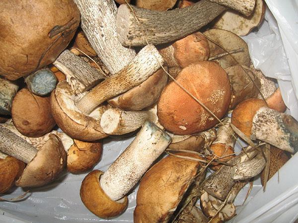 перебираем грибы для засолки