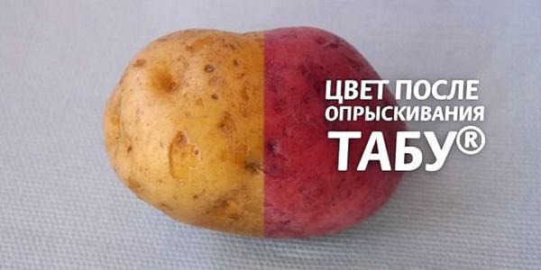 картофель до и после обработки