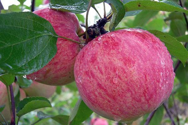 Яблоки - обзор летних сортов для выращивания на юге России, видео