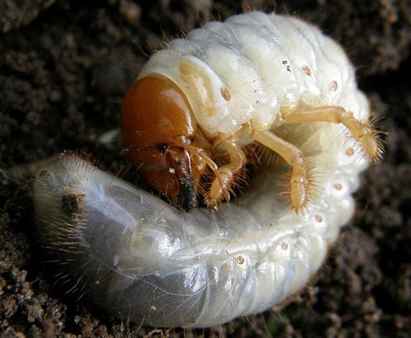 личинка майского жука