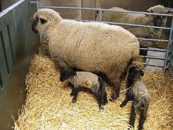 Овцеводство – выведение новых пород овец на фермерстве, видео