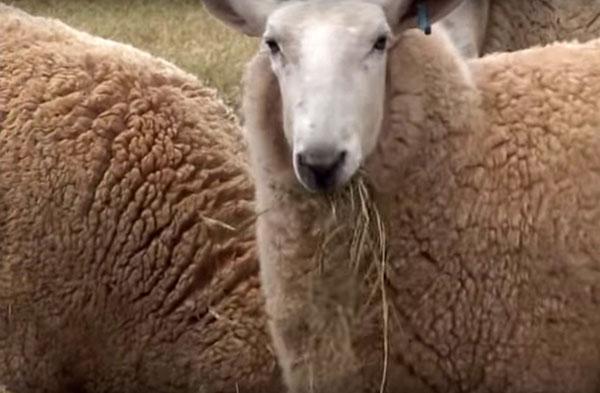 овцеводство в Австралии